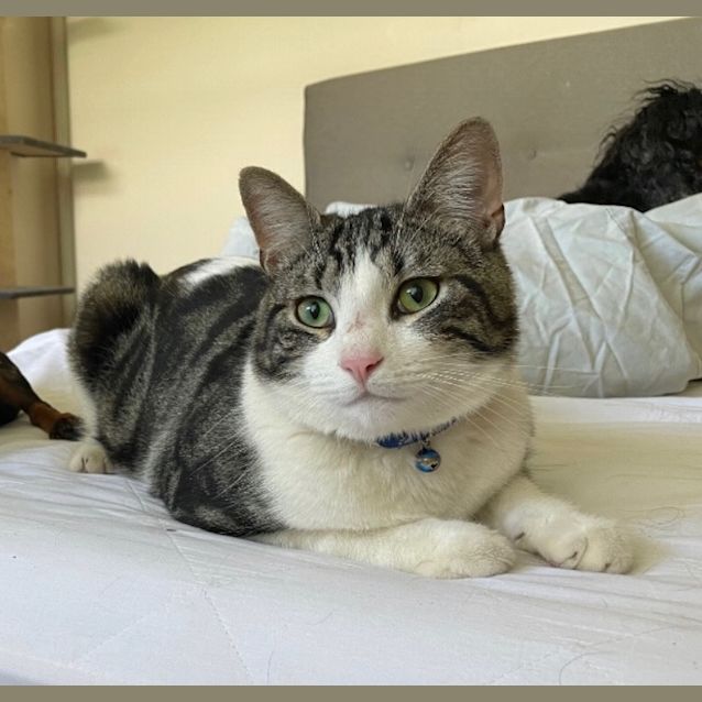 Photo of Oscar
