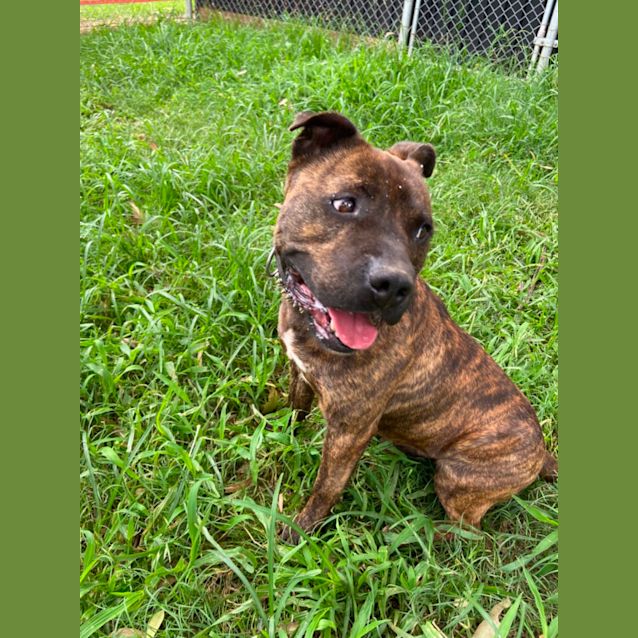 Photo of Brutus