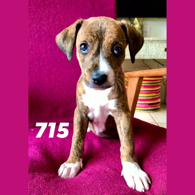 D715 Kia - Medium Female Mixed Breed Dog in NSW - PetRescue D715 Kia - Medium Female Mixed Breed Dog in NSW - PetRescue