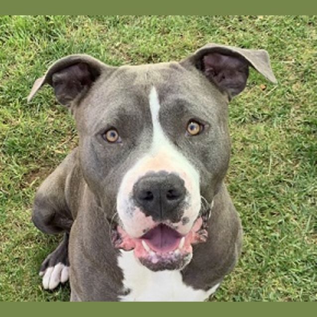Photo of Kahlua