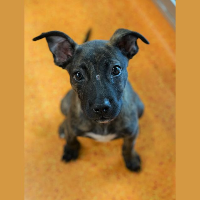 Photo of Pebbles