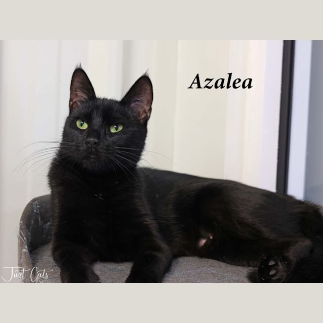 Photo of Azalea