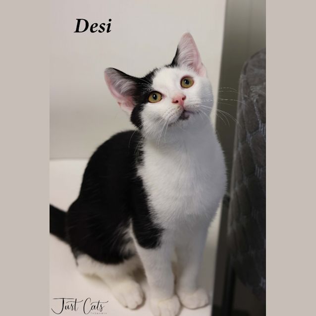 Photo of Desi   Reduced Adoption Fee