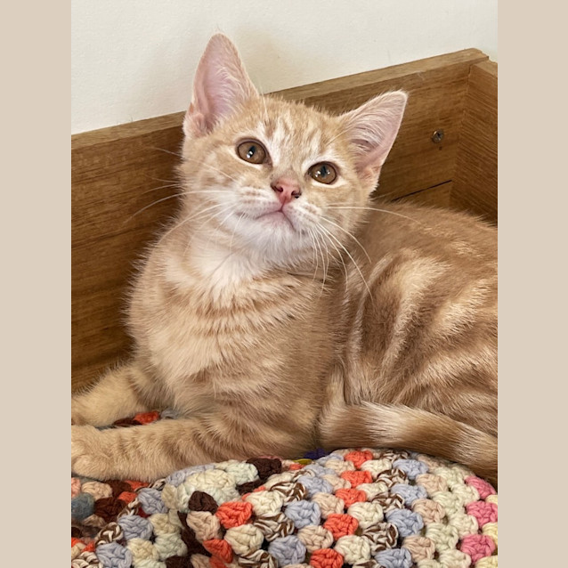 Photo of Tinsel