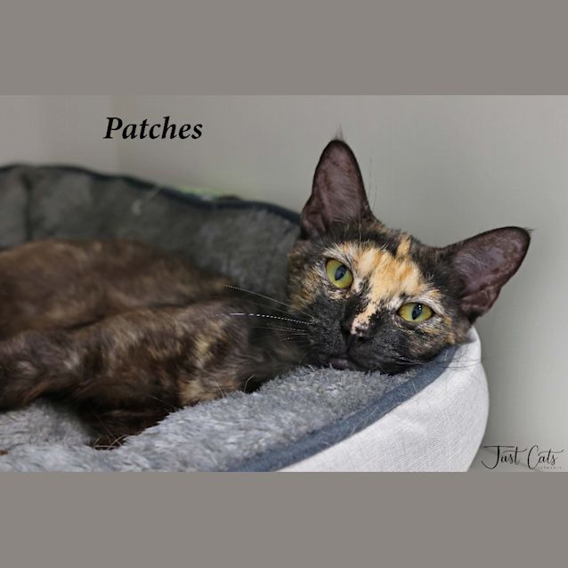 Photo of Patches