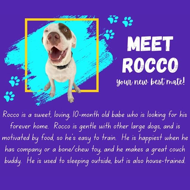 Photo of Rocco