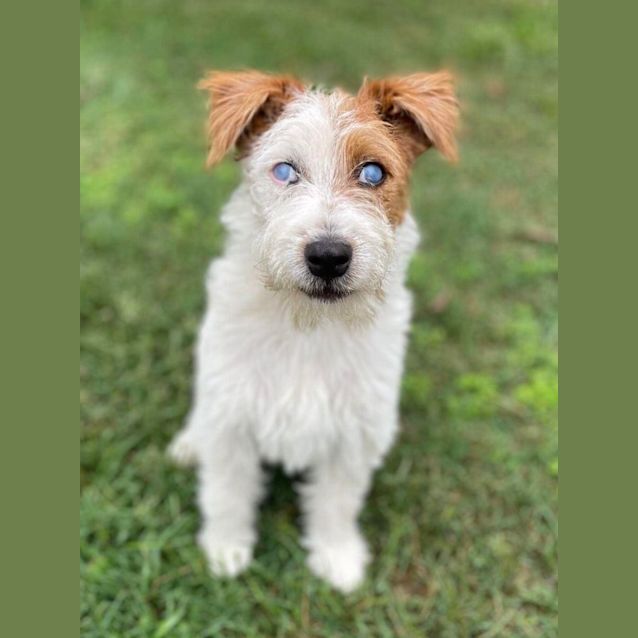 Photo of Baxter 💞