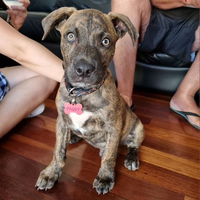 Photo of Puppy Pacey Dl2776