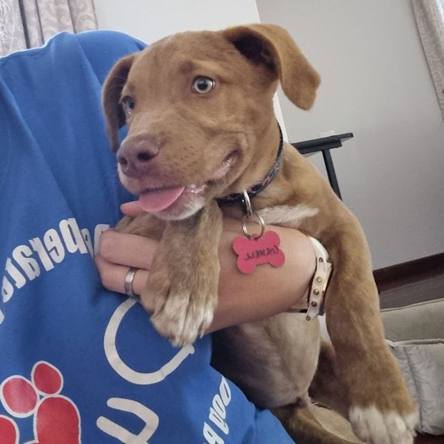 Photo of Puppy Cornell Dl2777