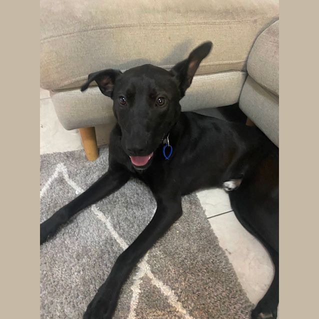Photo of Harley 