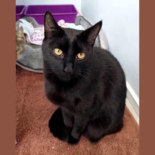Photo of Vader
