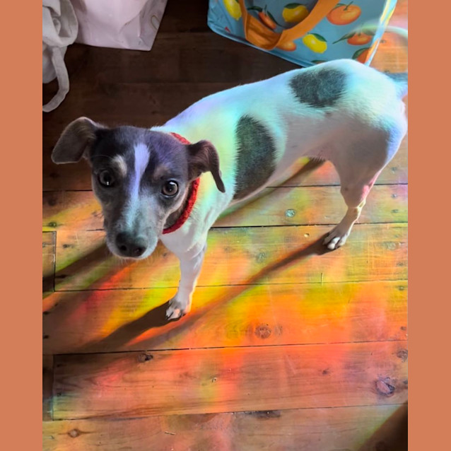 Photo of Dallas 🍖