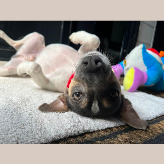 Photo of Dallas 🍖