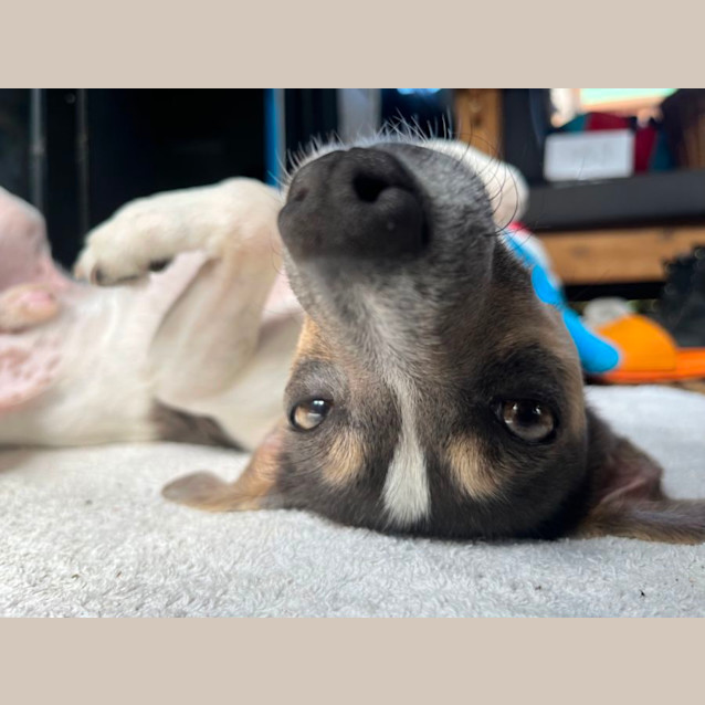 Photo of Dallas 🍖