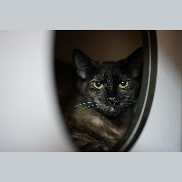 Photo of Frankie