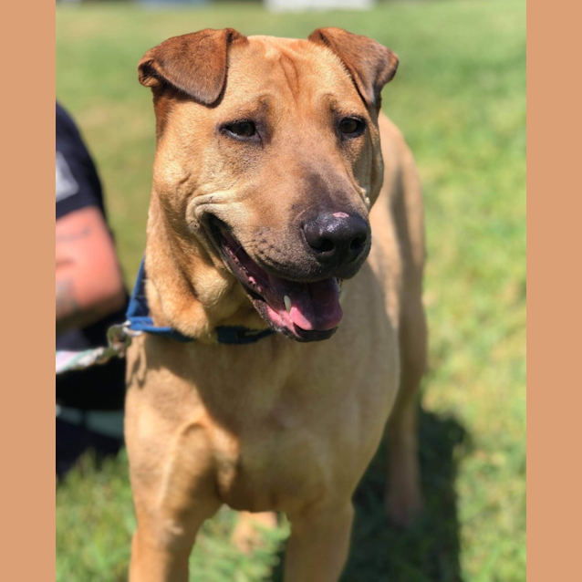 Photo of Honey