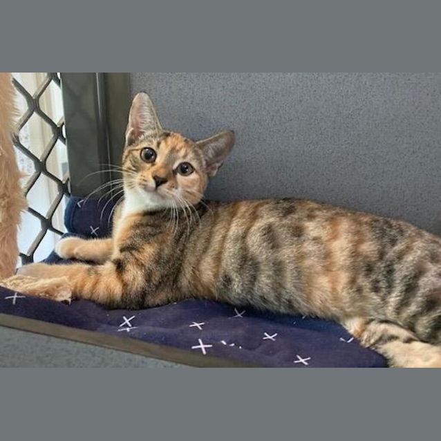 Photo of Pharah