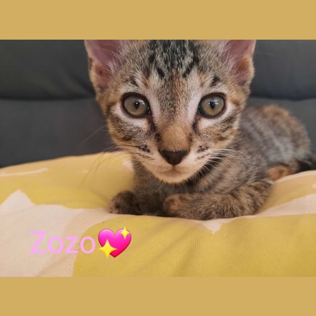 Photo of Zozo