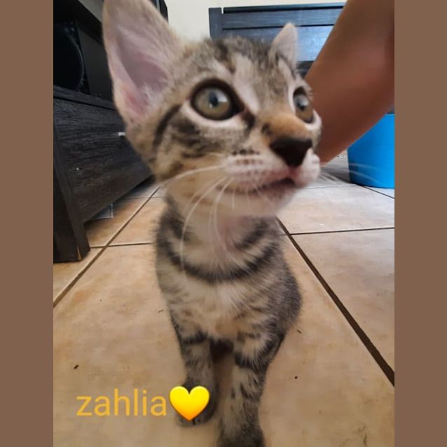 Photo of Zahlia