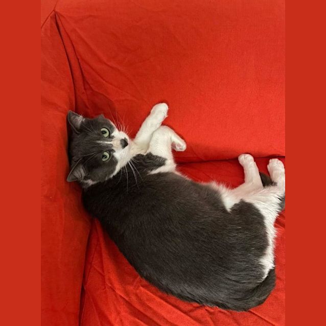 Photo of Millie