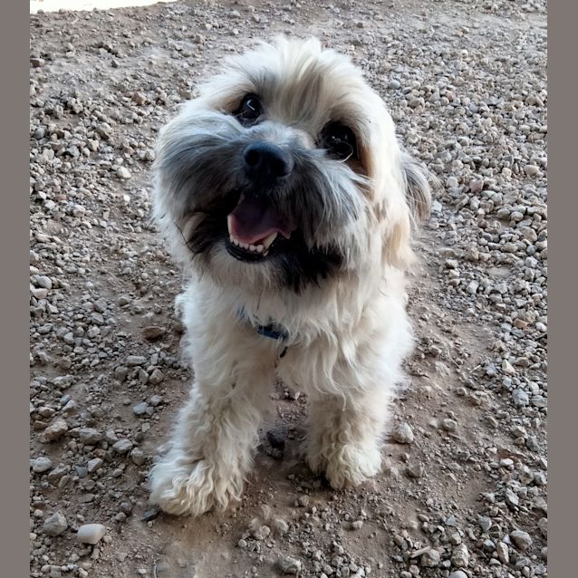 Photo of Dusty