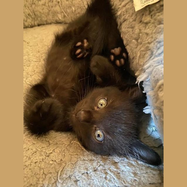 Photo of Chico 