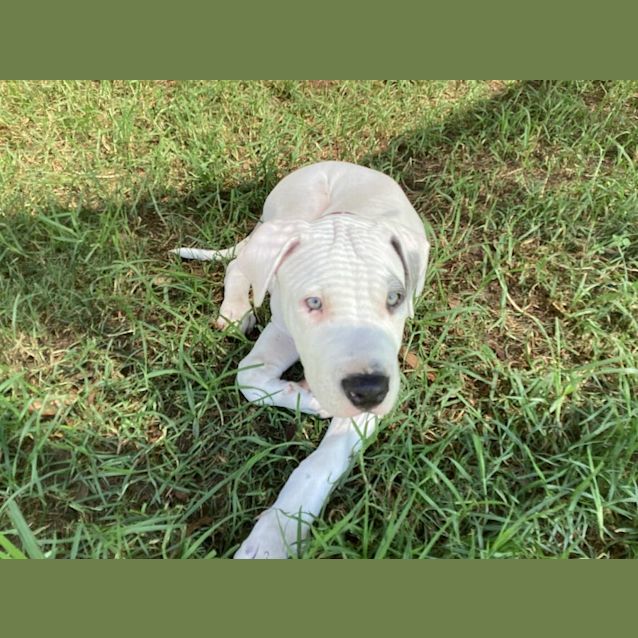 Photo of Thor ~ Bull Arab X Puppy(on Trial 10/4/22)