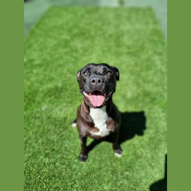 Photo of Ivy