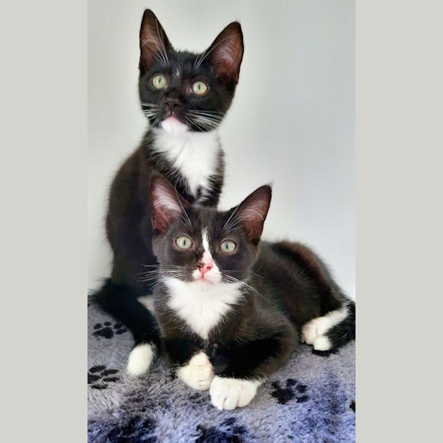 Photo of C988 Tom Thumb