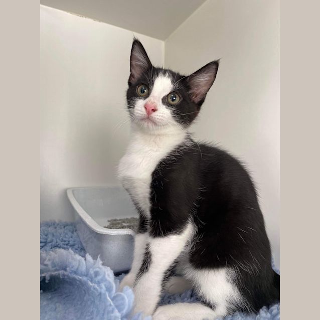 Photo of Houdini