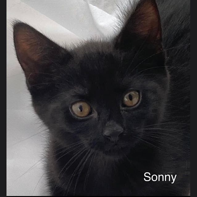 Photo of Sonny