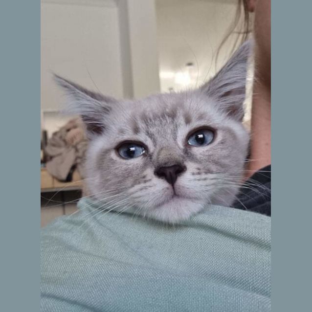 Photo of Frosty