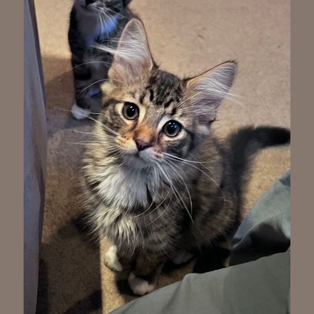 Photo of Tiger