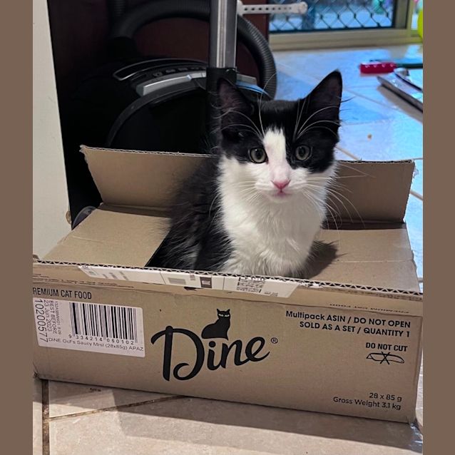 Photo of Domino