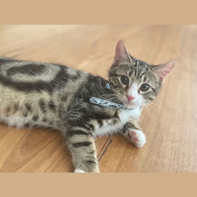 Photo of Henry