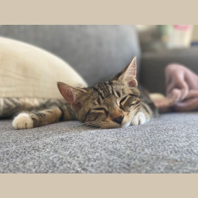 Photo of Tyson