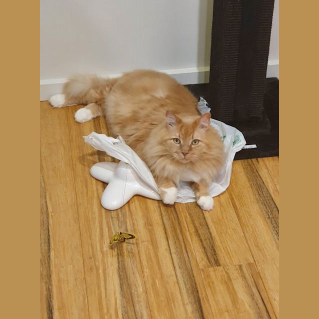 Photo of Peanut