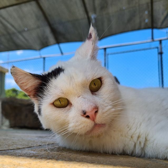 Photo of Atlas