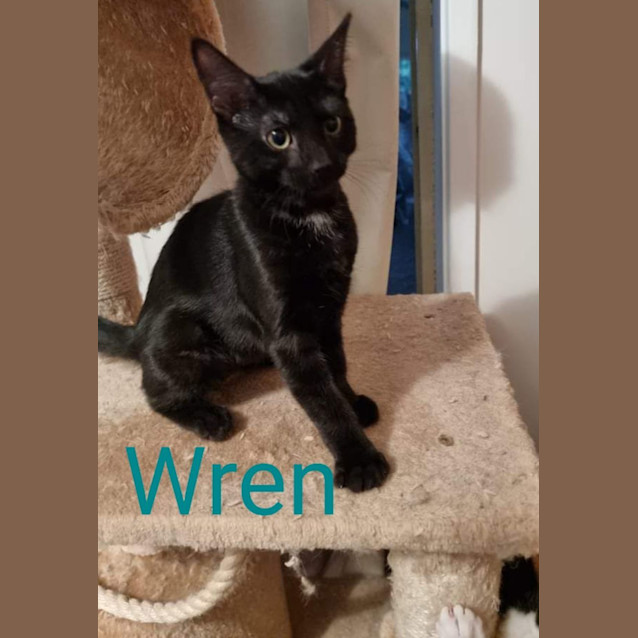 Photo of Wren