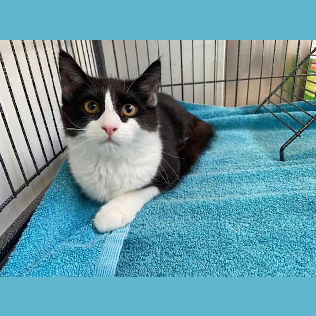 Photo of Sylvester And Fluffy