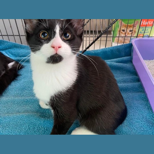 Photo of Sylvester And Fluffy