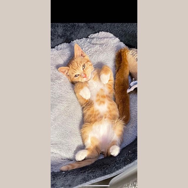 Photo of Piper