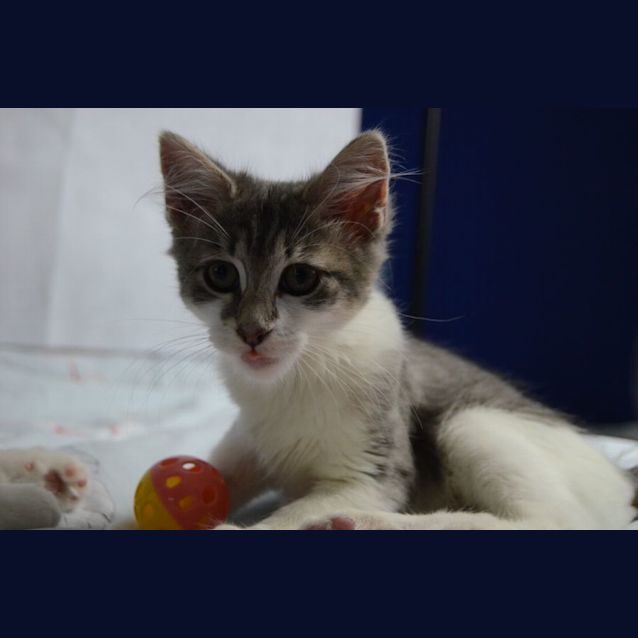 Photo of Little Wolf