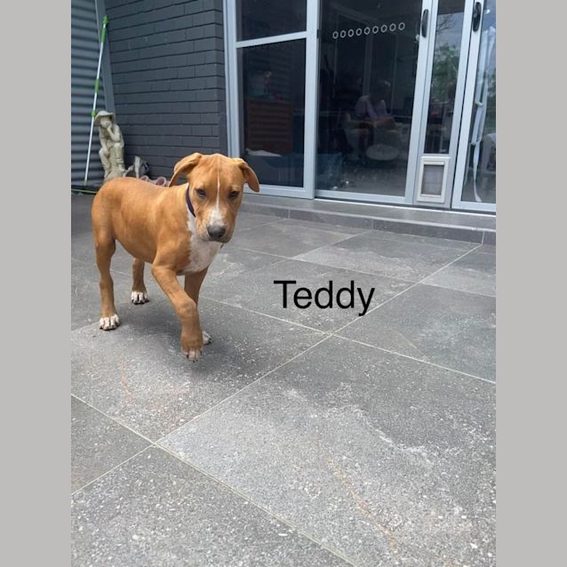 Photo of Teddy