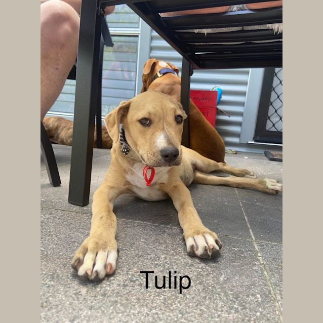 Photo of Tulip