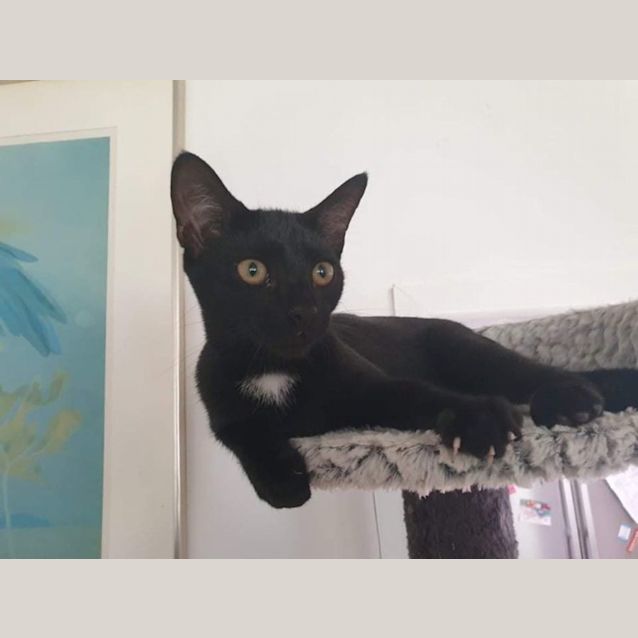 Photo of Anise 