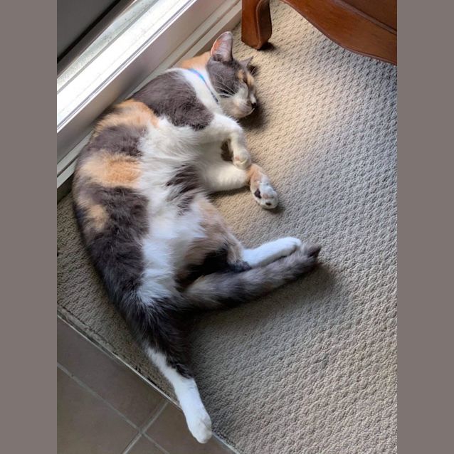 Photo of Callie