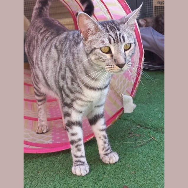 Photo of Comet 