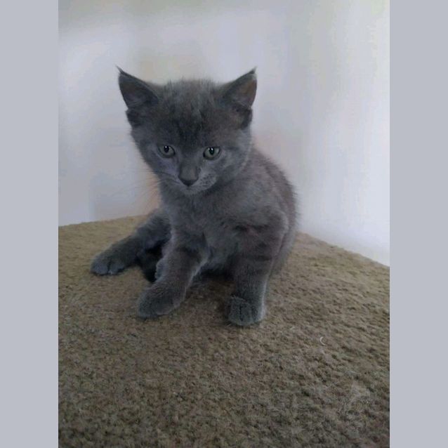 Photo of Noelle