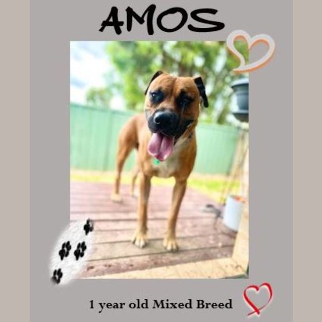 Photo of Amos ~ 1yr Old Mixed Breed